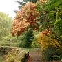 Acer palmatum (Japanese maple)
