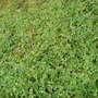 Lawn.