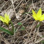 Kaz127-129_tulipa_heterophylla__left__and_dazistemon__right_