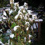 Begonias in the snow 28 October