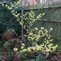 Hamamelis_x_intermedia__pallida_