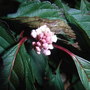 Viburnum farreri