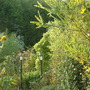 A garden flower photo