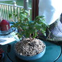 Bonsia Fuchsia