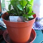 Peace lily