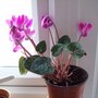 cyclamen plants