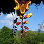 Thunbergia mysorensis