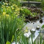 Bog garden
