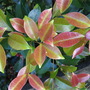 hedge leaves (Syzygium fibrosum)