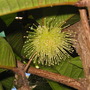 Syzygium erythrocalyx