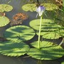 Waterlilies