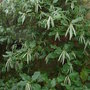 Garrya elliptica 'James Roof' - flower buds (Garrya elliptica 'James Roof')