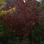 Physocarpus_opulifolis__diabolo__-_autumn_foliage
