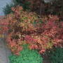Spiraea japonica 'Goldflame' - autumn foliage (Spiraea japonica 'Goldflame')