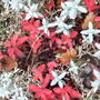 Sedum and 'Snow in summer' (Sedum)