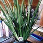 Dietes