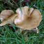 Pretty fungus (fungus (Mushroom ...   toadstool))
