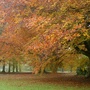 Autumn splendour