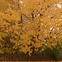 Crock of Gold!