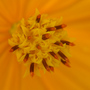 cosmos sulphureus 003 (cosmos sulphureus)