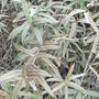 Euonymus koopmannii 