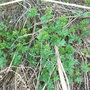 Aconitum tulasicum