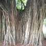 Ficus