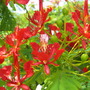 Delonix regia (Delonix regia)