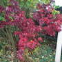 Acer_palmatum__osakazuki_