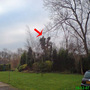 Tree Surgeon In Action
