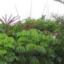 Schefflera actinophylla (Schefflera actinophylla (Australian Ivy-palm))