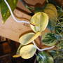 Peperomia blooms