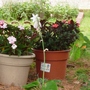 Impatiens campanulata