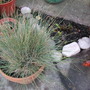front garden flowerbed