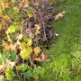 front garden undug flowerbed 