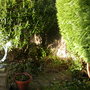 back garden shrubs 