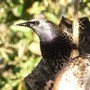 Robin_002