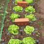 Lettuce - Tom Thumb (Lactuca sativa)