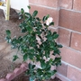 Camellia Sasanqua (First Blossom 2008) (Camellia sasanqua (ChA Mei Hua))