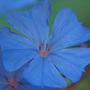 ceratostigma plumbaginoides 002 (ceratostigma plumbaginoides)
