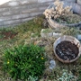 Barrel Garden Before Renovation  (Coreopsis grandiflora (Coreopsis Sunray))