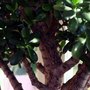 rb_art_065.jpg (crassula ovata)