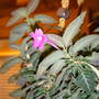 reullia blosom (Ruellia makoyana (Monkey Plant))