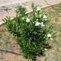 White Oleander