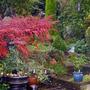 Cottoneaster   (Cotoneaster)