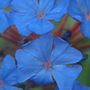 ceratostigma plumbaginoides 004 (ceratostigma plumbaginoides)