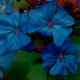 ceratostigma plumbaginoides 003 (Ceratostigma plumbaginoides)