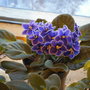 New African Violet (Saintpaulia ionantha)