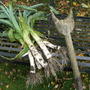 Leeks