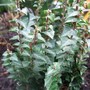 Hedera